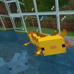 Żółty aksolotl z Minecrafta pływa w akwarium obok swoich niebieskich pobratymców.