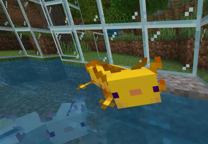 Żółty aksolotl z Minecrafta pływa w akwarium obok swoich niebieskich pobratymców.