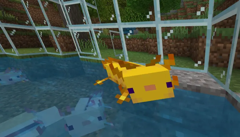 Żółty aksolotl z Minecrafta pływa w akwarium obok swoich niebieskich pobratymców.