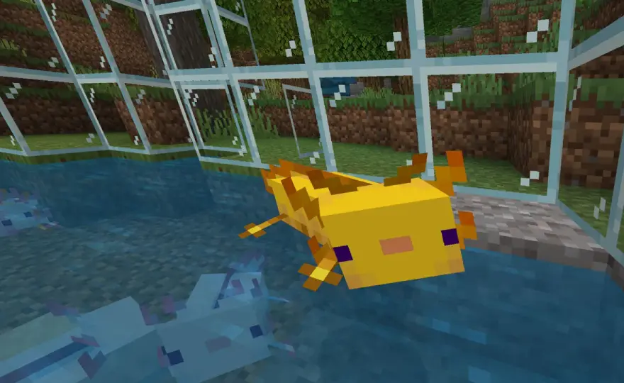 Axolotl w Minecraft - gdzie go znaleźć i jak go hodować?